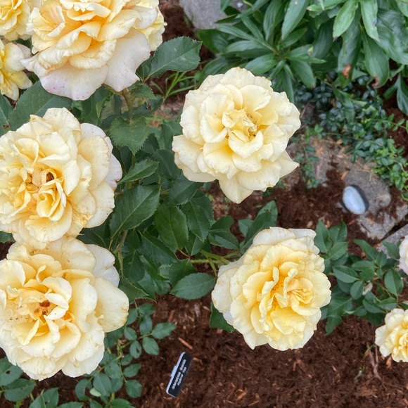 CC @SpaBloomFlow is LIVE Wednesdays &/or Saturdays - Picture 10 of 14